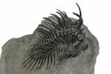 Spiny Comura Trilobite - Great Preparation #245929-3